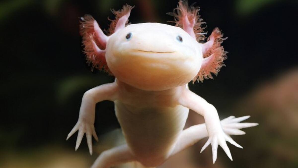 Ajolote mexicano. Foto X.