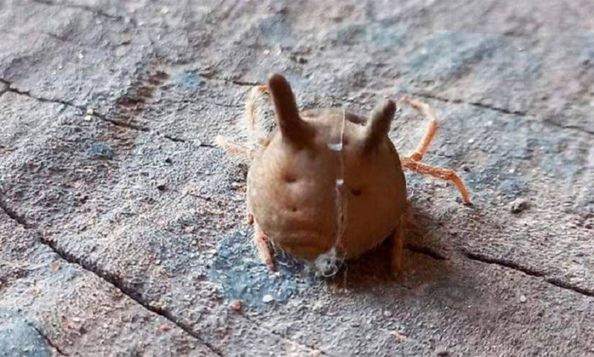 Alarma en Entre Ríos por el hallazgo de una peligrosa araña