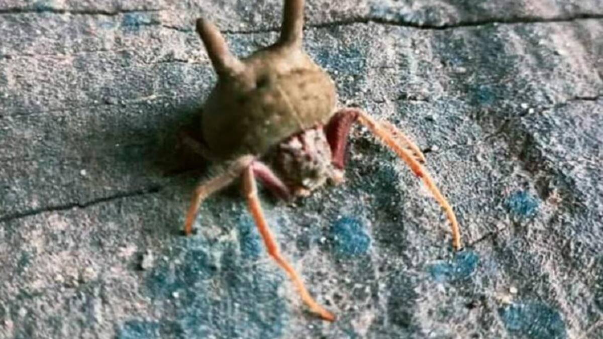 Alarma en Entre Ríos por el hallazgo de una peligrosa araña "cabeza de gato"
