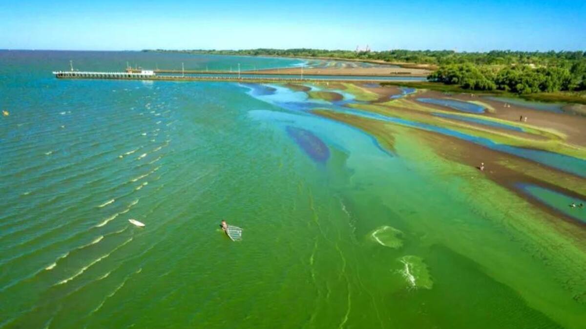 Alerta amarillo por la presencia de cianobacterias