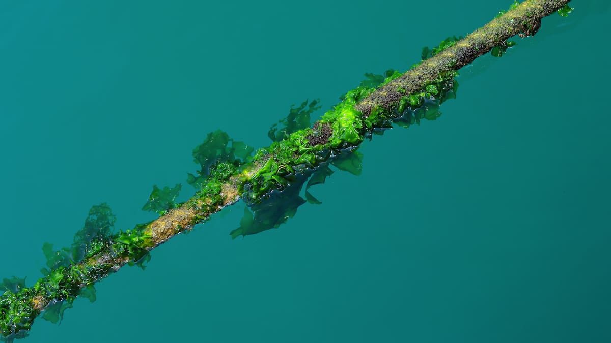 Biocaptura con algas: cómo funciona la innovadora solución ecológica para reducir el dióxido de carbono y mitigar el cambio climático