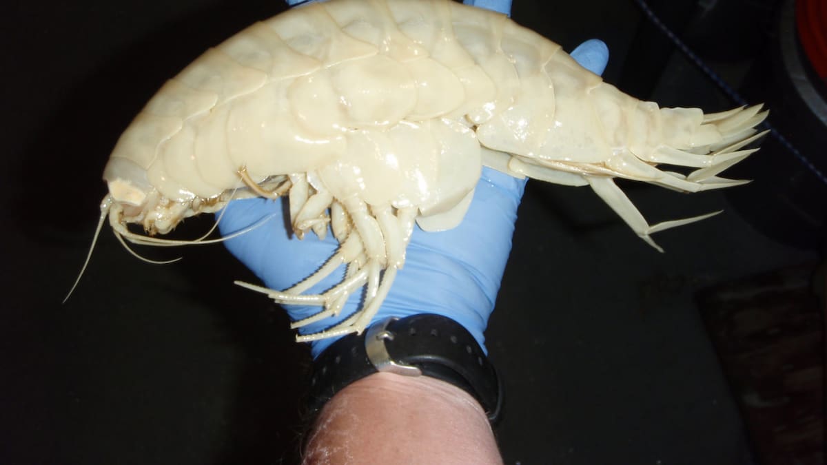 Alicella gigantea es un anfípodo que habita en las profundidades marinas. Foto: Wikipedia.