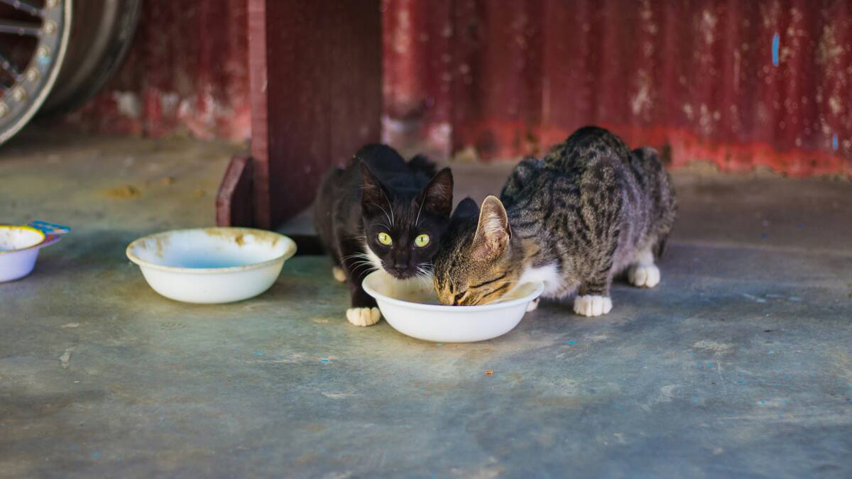 Alimento para gatos. Fuente: Unsplash