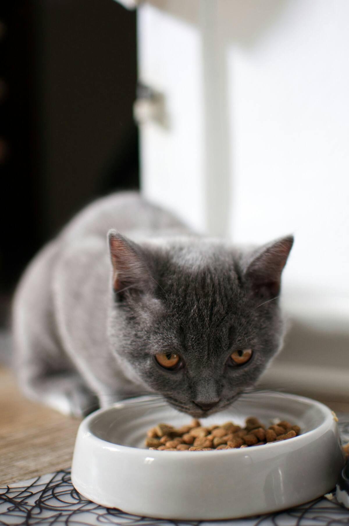 Alimento para gatos. Fuente: Unsplash
