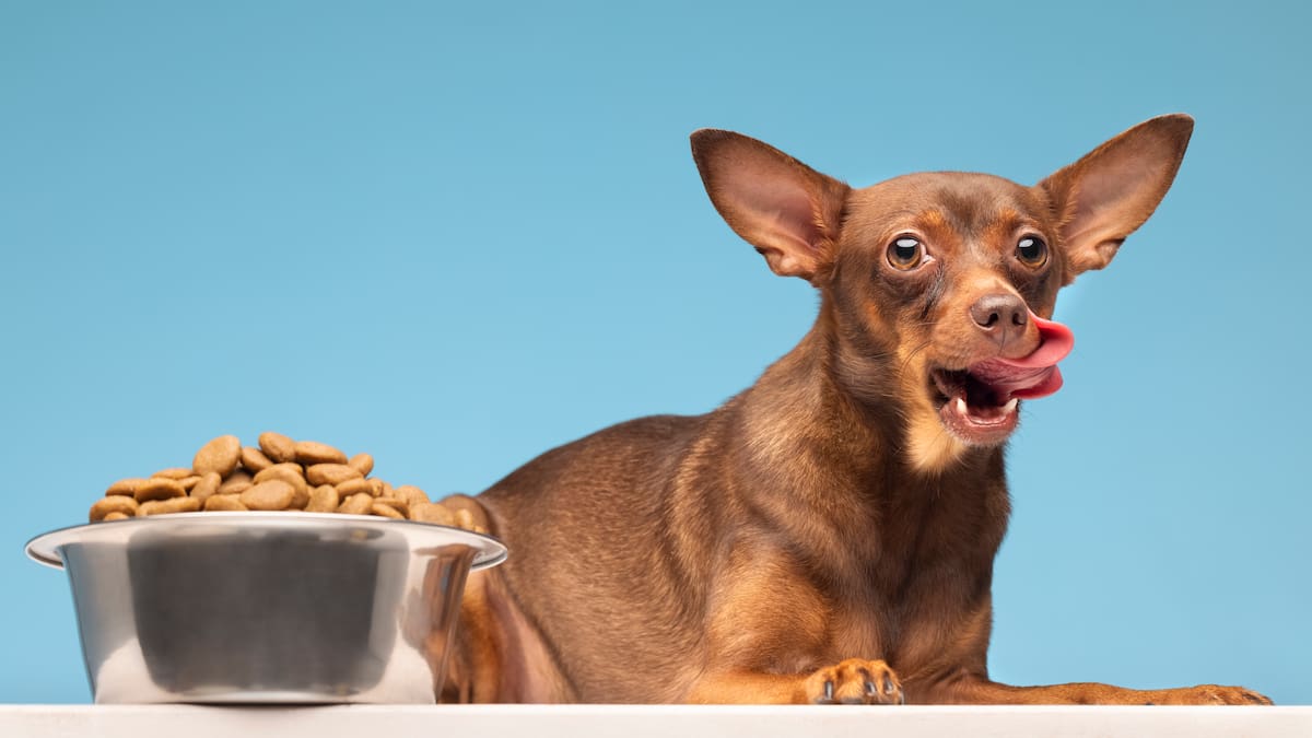 Elevar el comedero de las mascotas, ¿si o no?