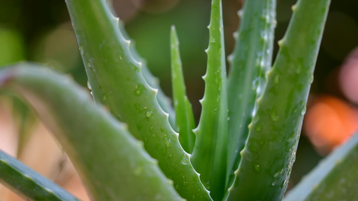Guía fácil del aloe vera en maceta: cómo elegir el sustrato, prevenir hongos y lograr que crezca sin hojas marrones