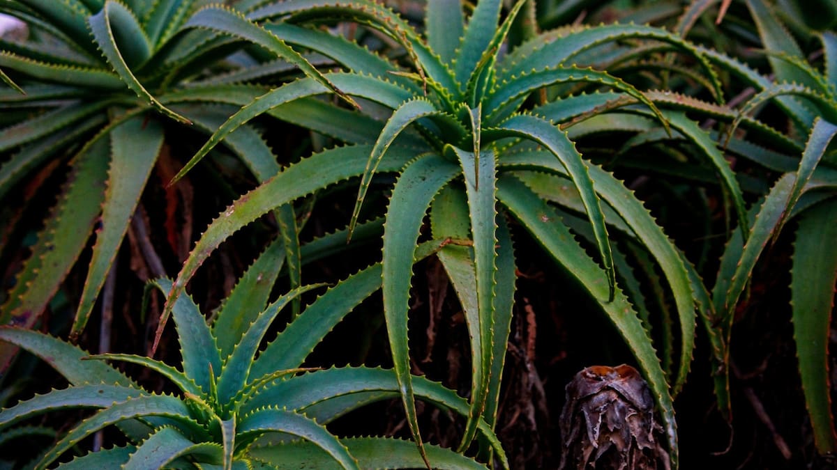 Guía rápida: cómo cuidar el aloe vera para que crezca fuerte y saludable