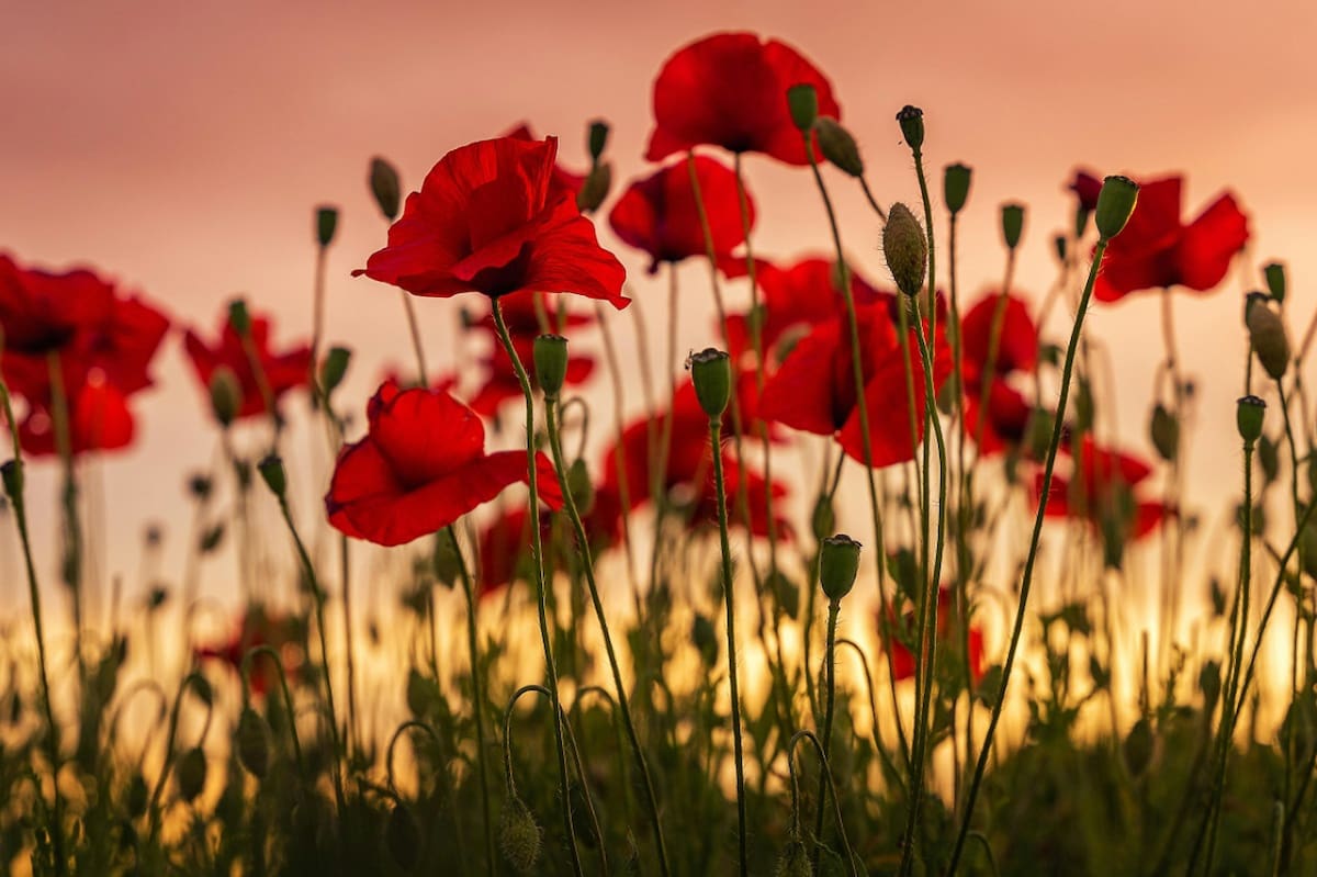 Amapola. Foto: Unsplash.