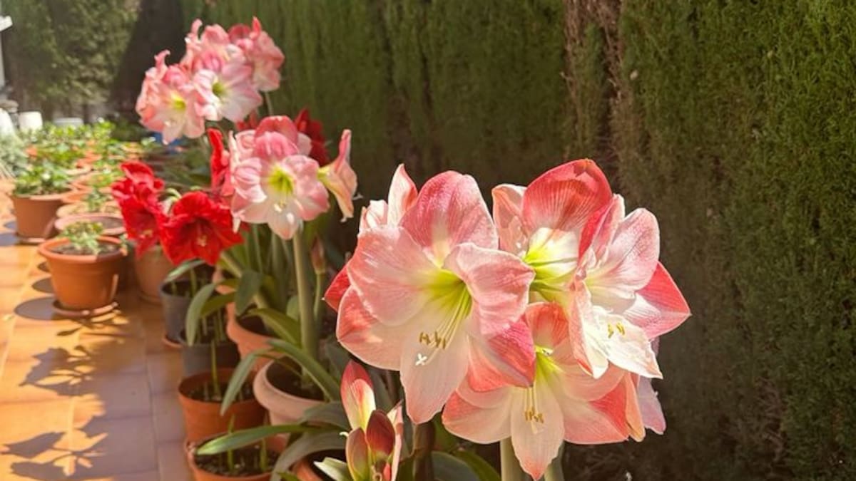 Amarilis: la planta de flores grandes y coloridas que puede cultivarse en macetas y decorar los interiores.