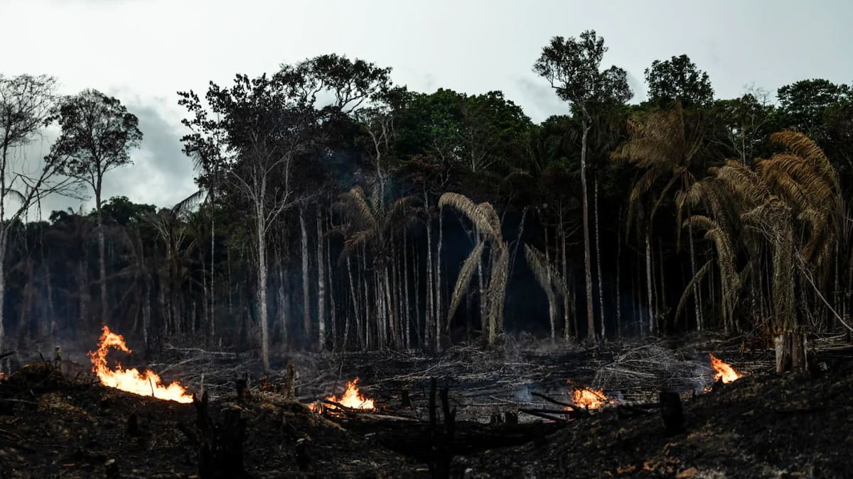 Amazonia. Foto: EFE