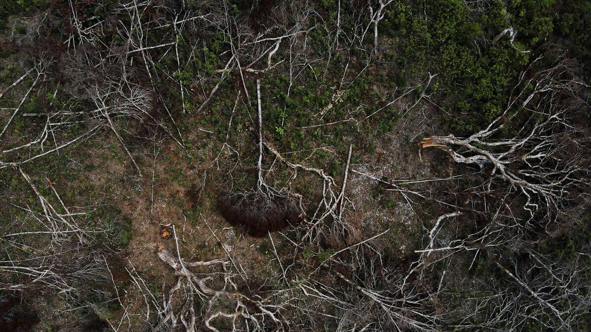 Deforestación en la Amazonía. Foto: Reuters