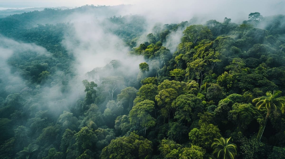 Amazonia. Fuente: X @@ramirezmascaro