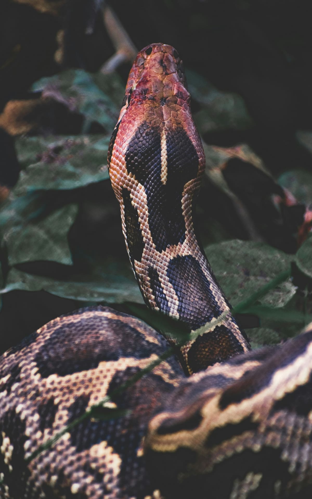 Anaconda. Foto Unsplash.