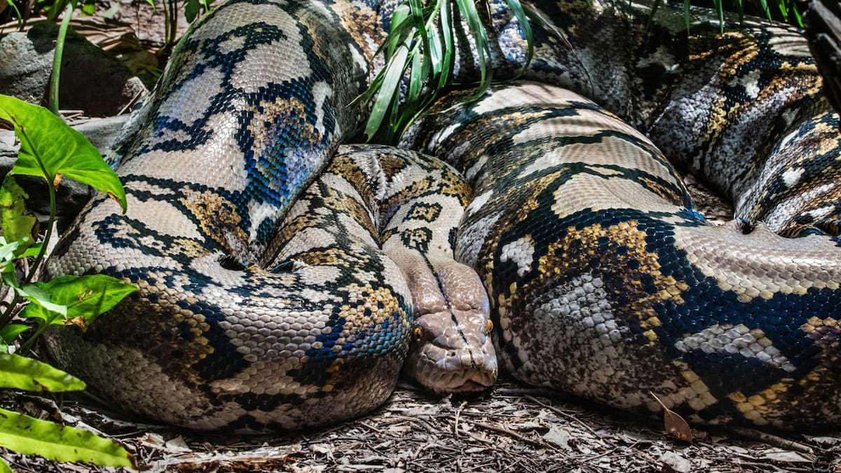 Hallan una nueva especie de anaconda. Foto Unsplash.