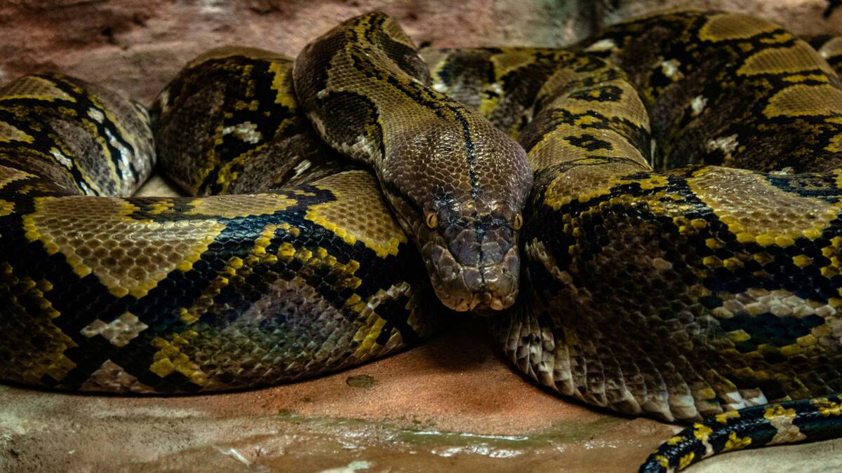 Anaconda. Foto: Unsplash