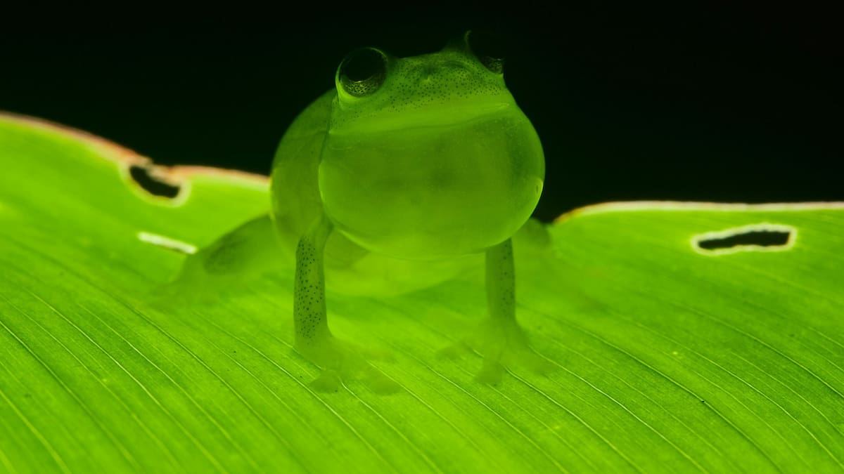 Posee una característica que los hace únicos en el reino animal
