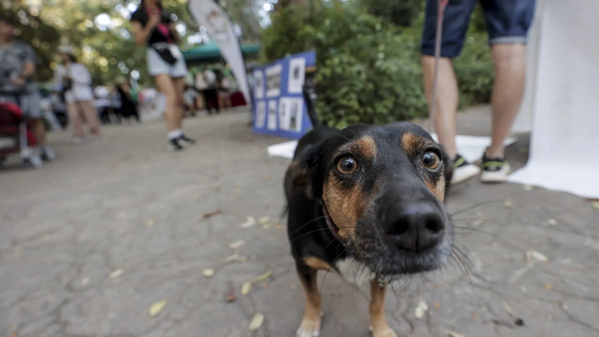 Tolerancia 0 contra el maltrato animal: el país pionero de Sudamérica en lanzar un registro nacional de agresores que facilitará las condenas