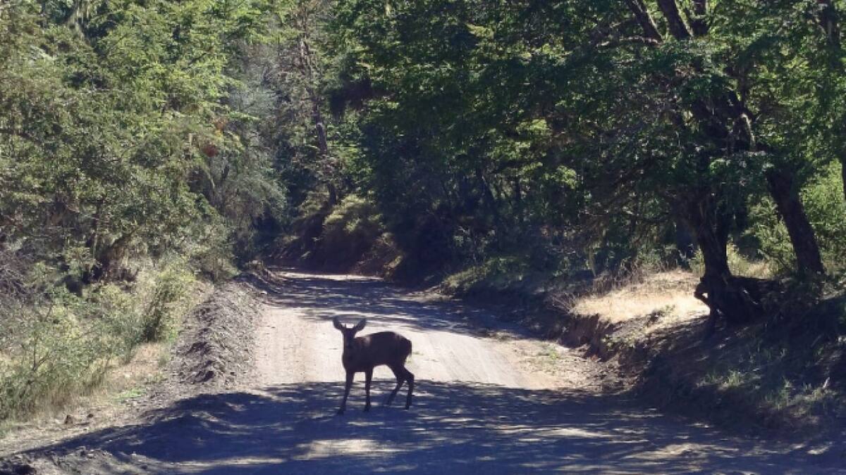 Este exótico animal se encuentra en peligro de extinción