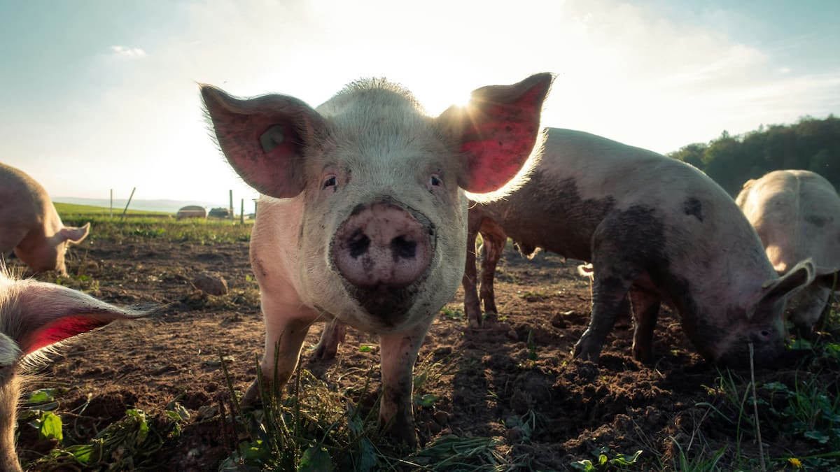 Animales, chanchos. Foto: Unsplash