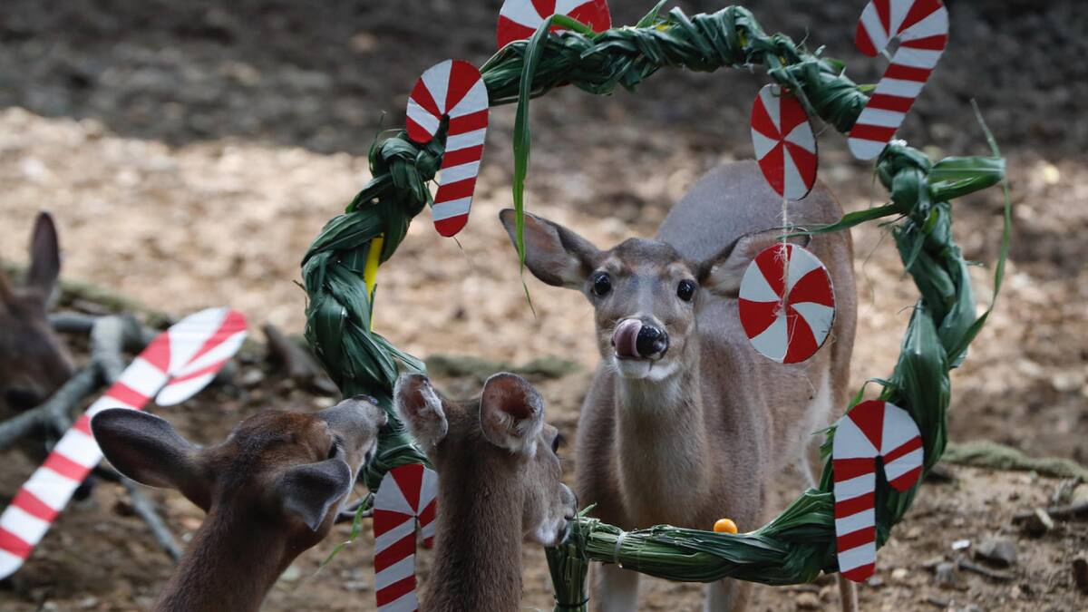 Animales del zoológico de Cali recibieron un delicioso banquete navideño. Foto: EFE