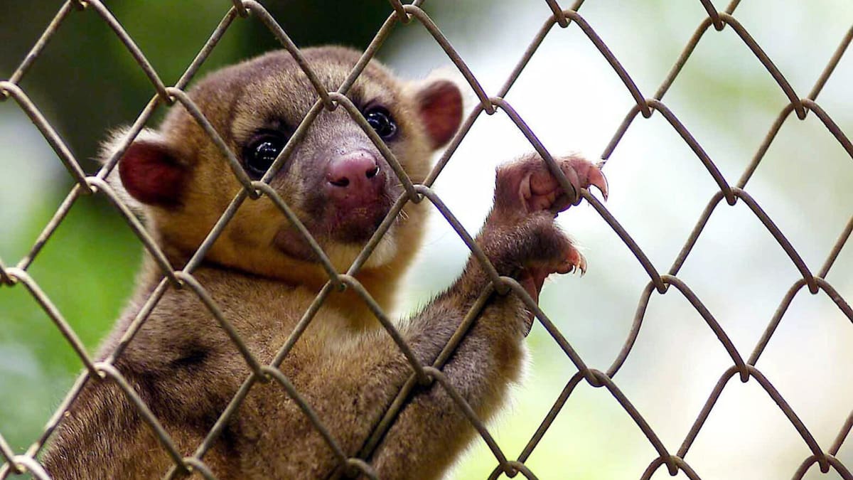 Animales en cautiverio en Costa Rica. Foto: EFE