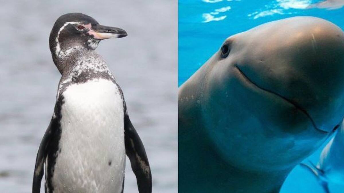 Animales en peligro de extinción. Fotos: X