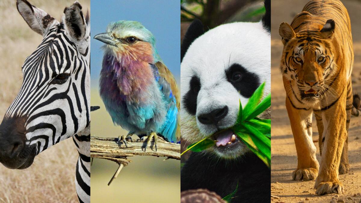 Animales. Fotos: Unsplash.