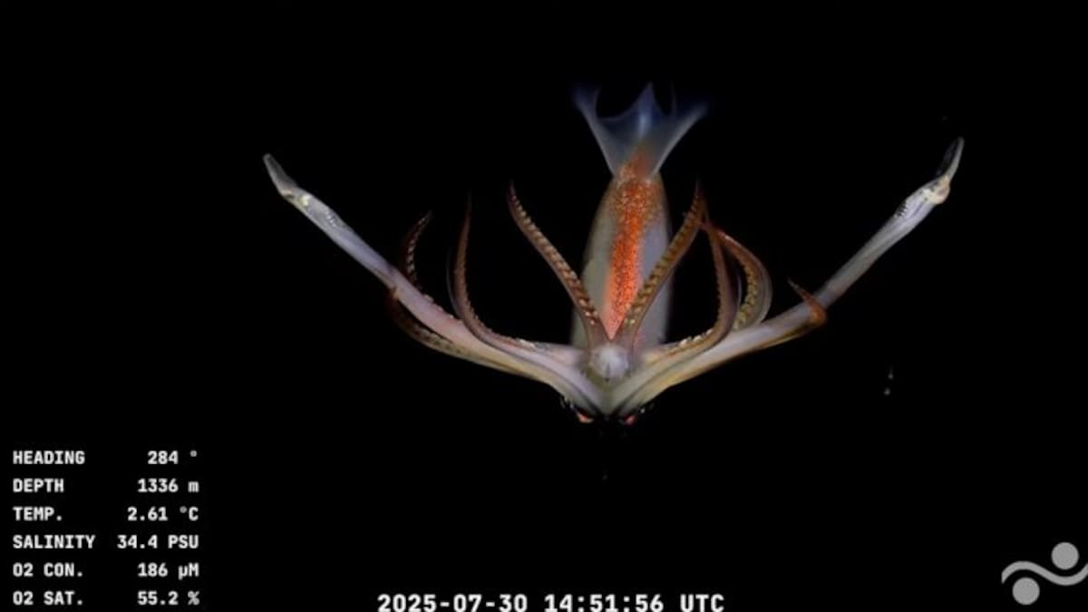 Animales hallados en la investigación del CONICET transmitida en vivo