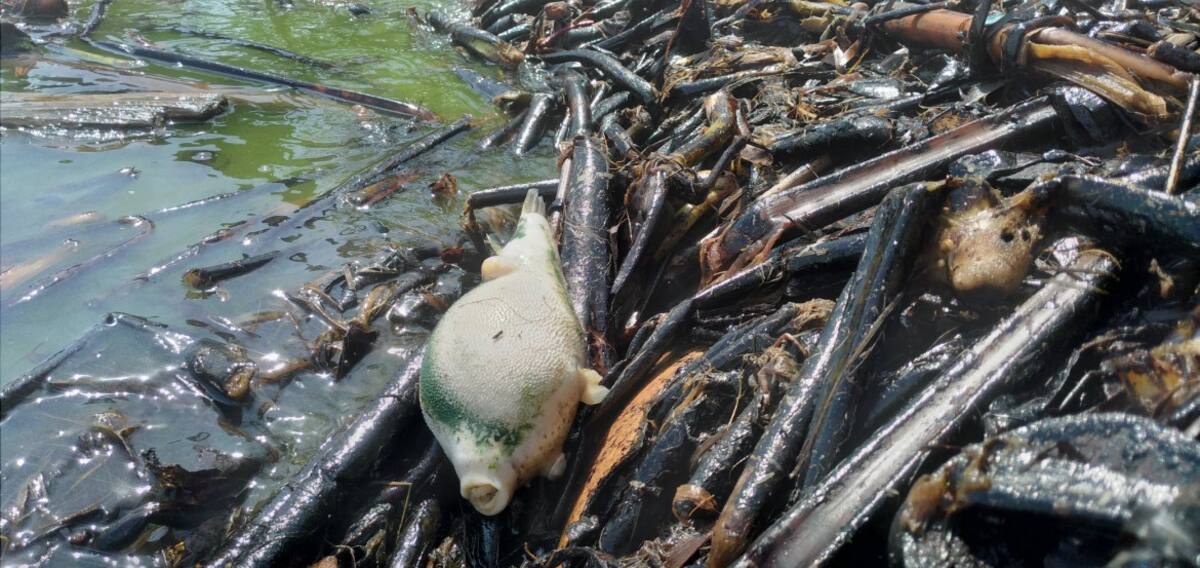 Animales muertos en las costas del lago venezolano. Foto: Twitter