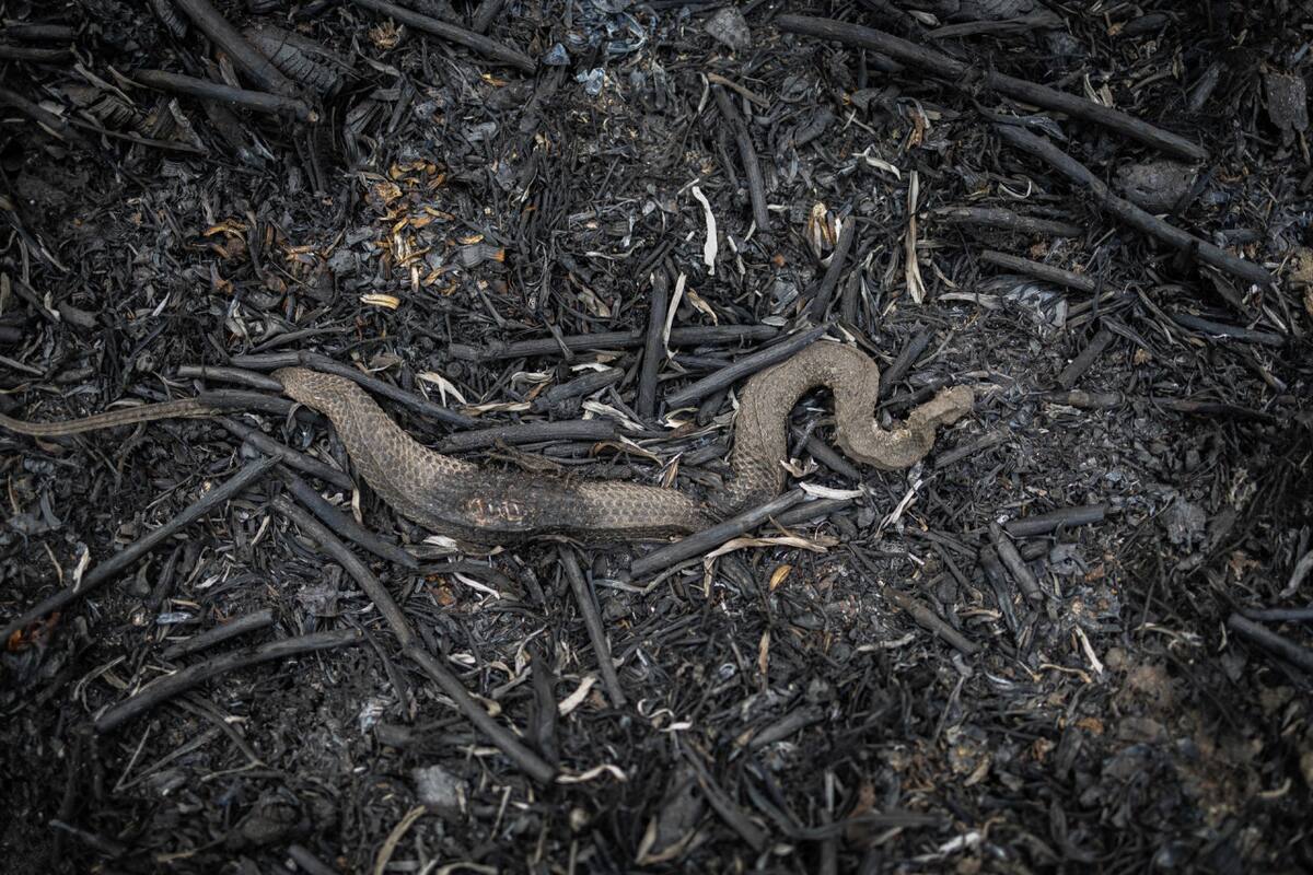 Animales muertos tras los históricos incendios en el Pantanal. Foto: EFE