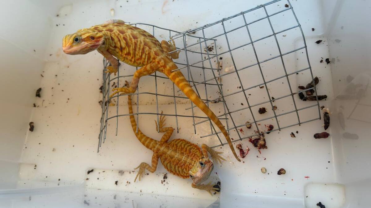 Animales secuestrados de una veterniaria en Posadas, Misiones.