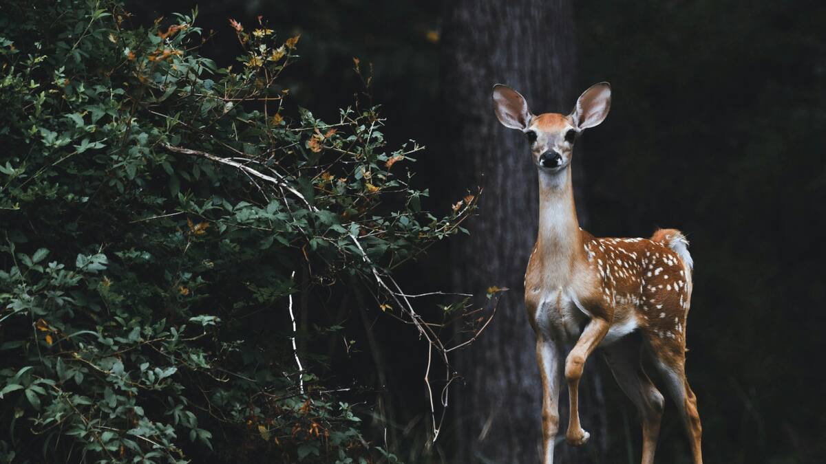 Animales silvestres. Foto: Unsplash.