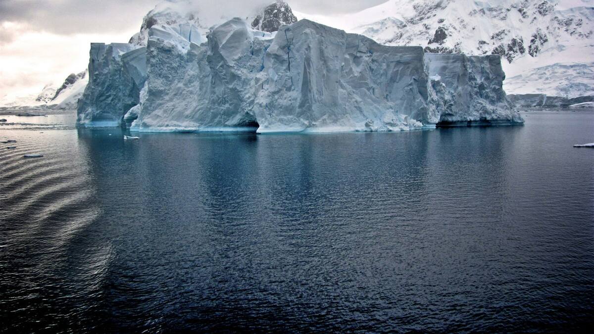 El pez de la Antártida que preocupa a los científicos: podría estar ligado al cambio climático en los ecosistemas