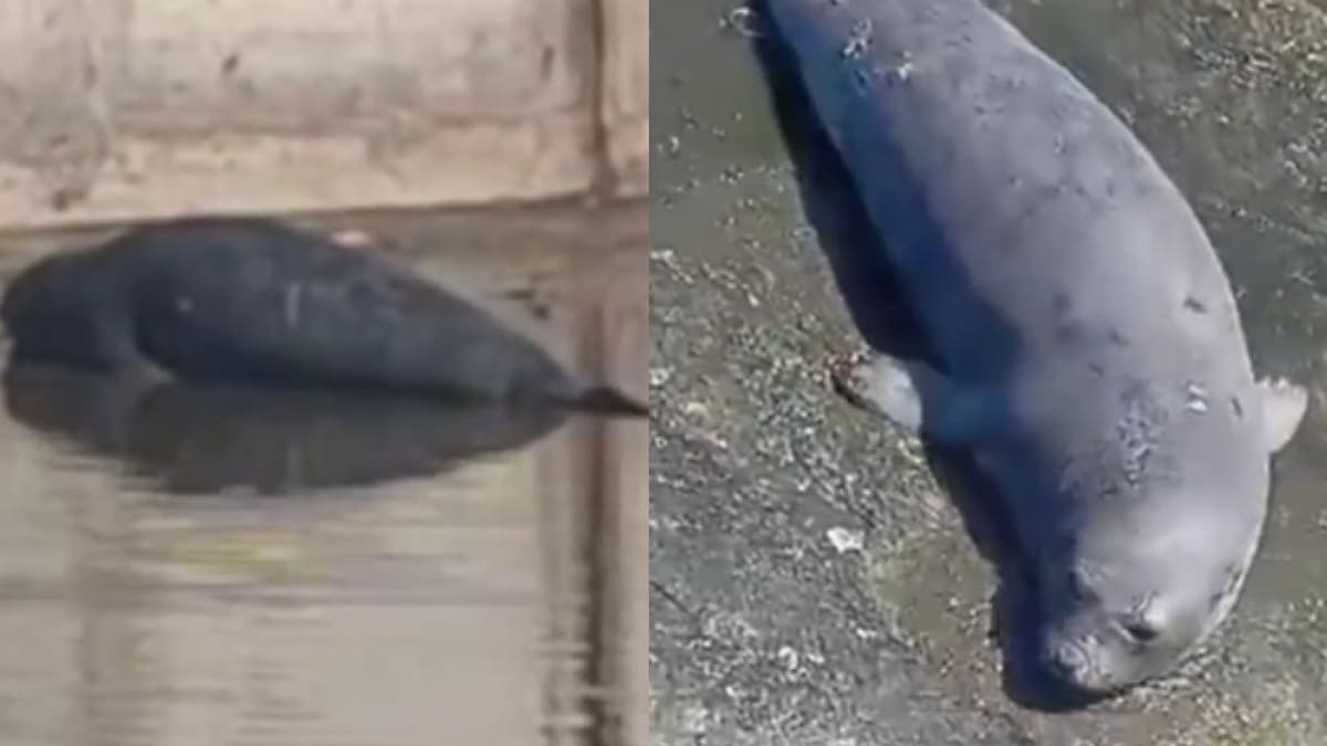 Apareció un lobo marino en un arroyo de La Plata. Foto captura NA