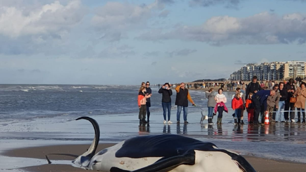 Apareció un orca muerta. Foto: gentileza RTBF/Catherine Doucet