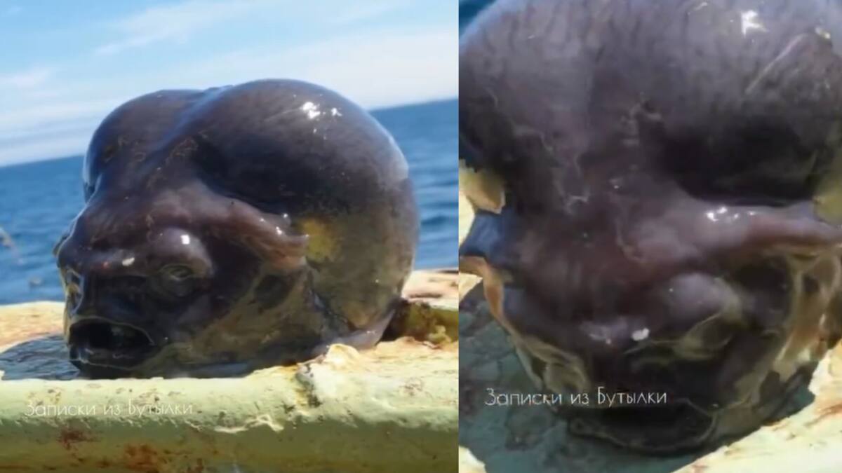 Apareció una criatura extraña marina y generó revuelo. Foto: captura video X/chtvhn.