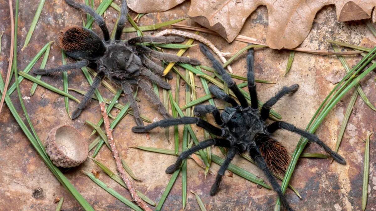 Aphonopelma jacobii, nueva especie de tarántula descubierta. Foto: Revista Zookeys.