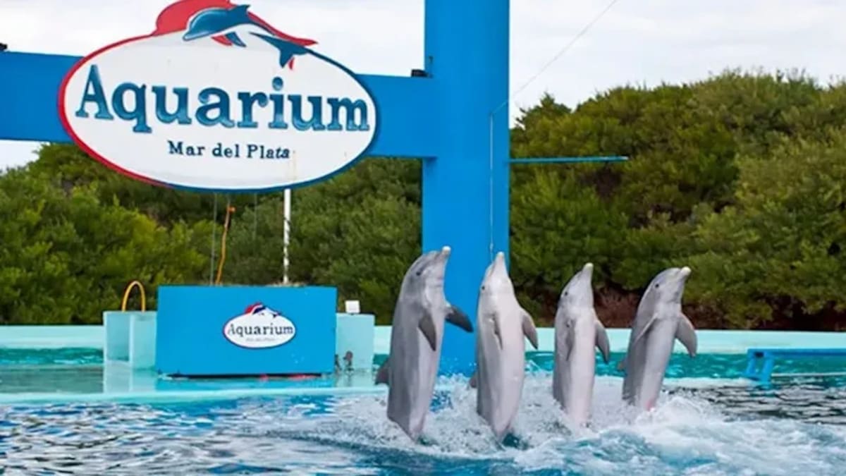 Quebró el Aquarium de Mar del Plata: qué pasará con los animales que quedaron bajo control judicial