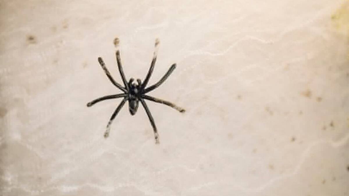 Araña. Foto: Freepik