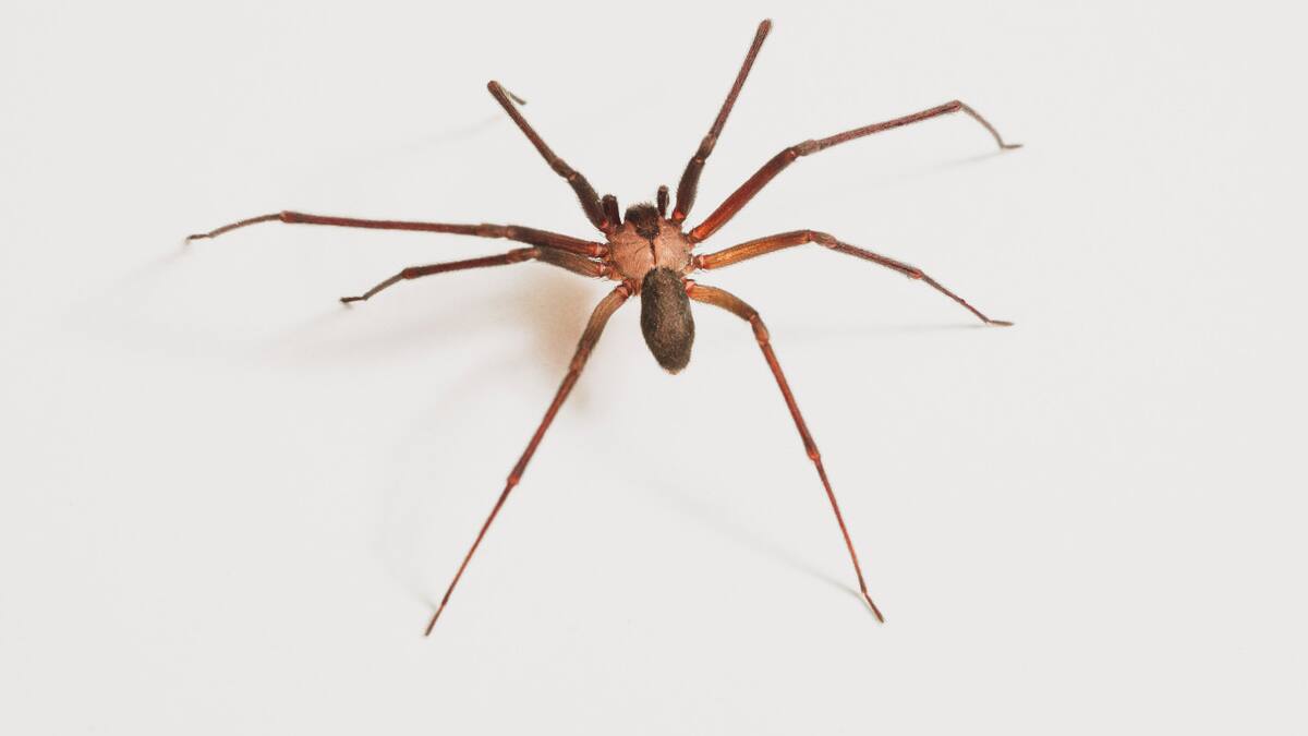 Araña. Foto: Unsplash