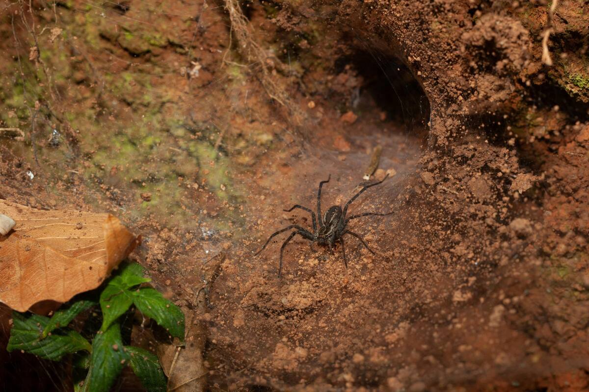 Araña. Foto Unsplash