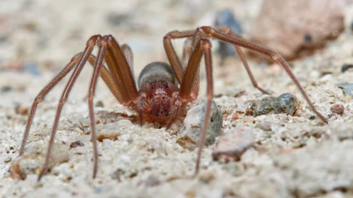 Araña violinista.