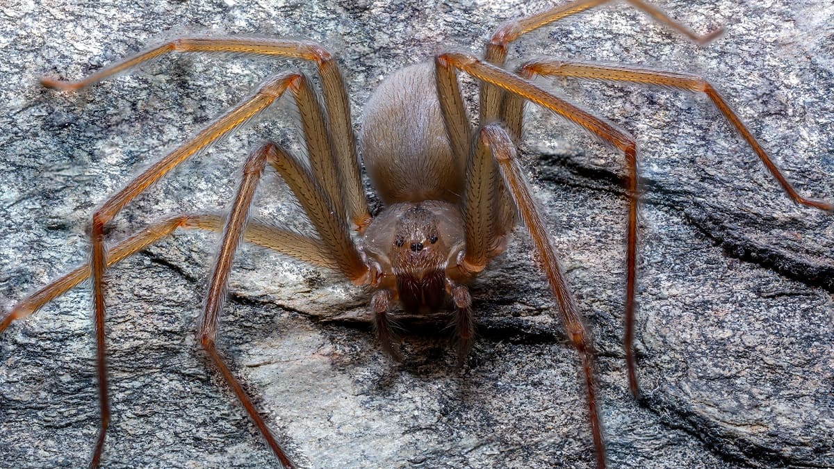 Evitar picaduras y accidentes: cómo detectar a una araña violinista con la cámara de tu teléfono celular