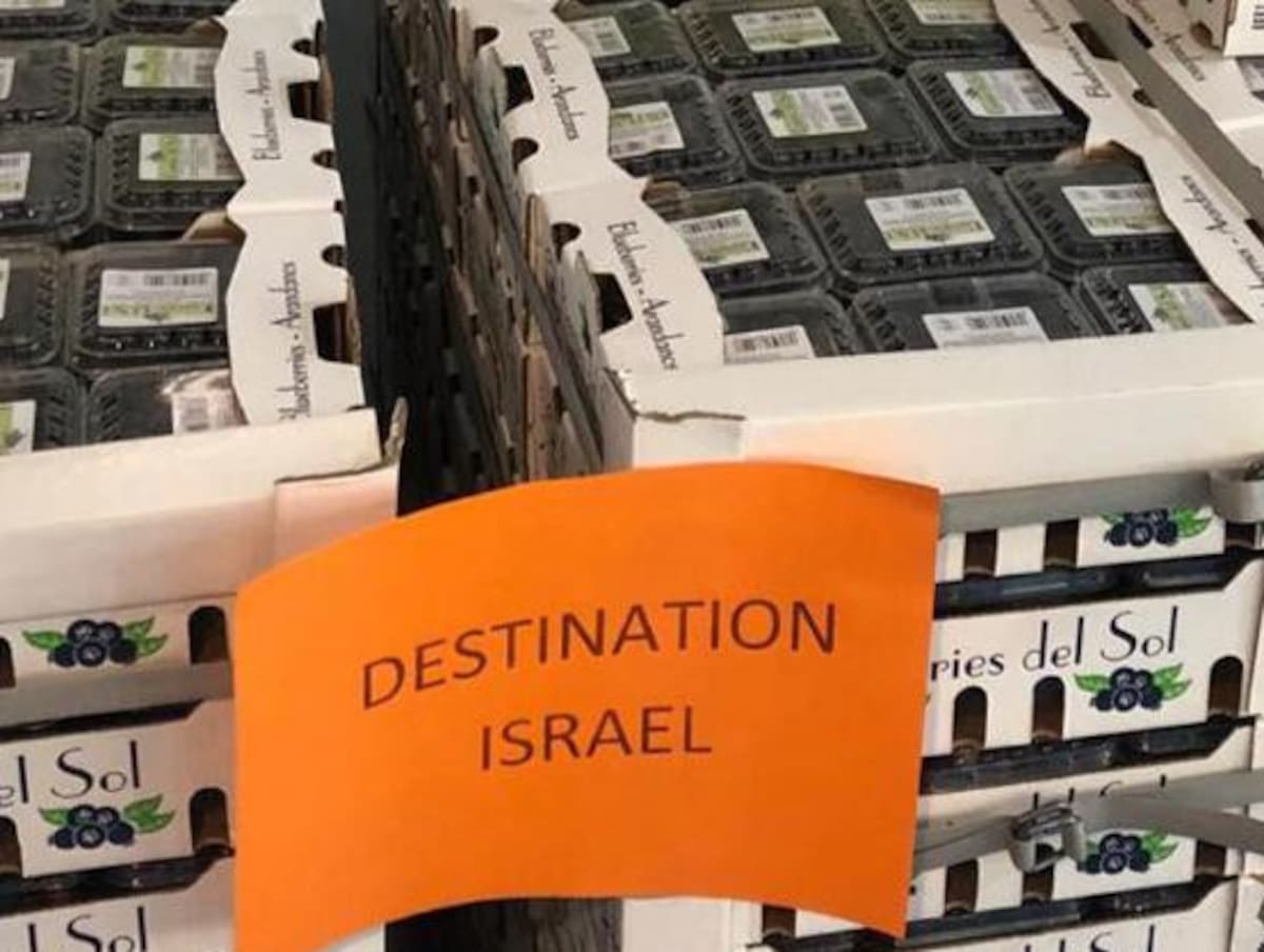 Arándanos, exportación