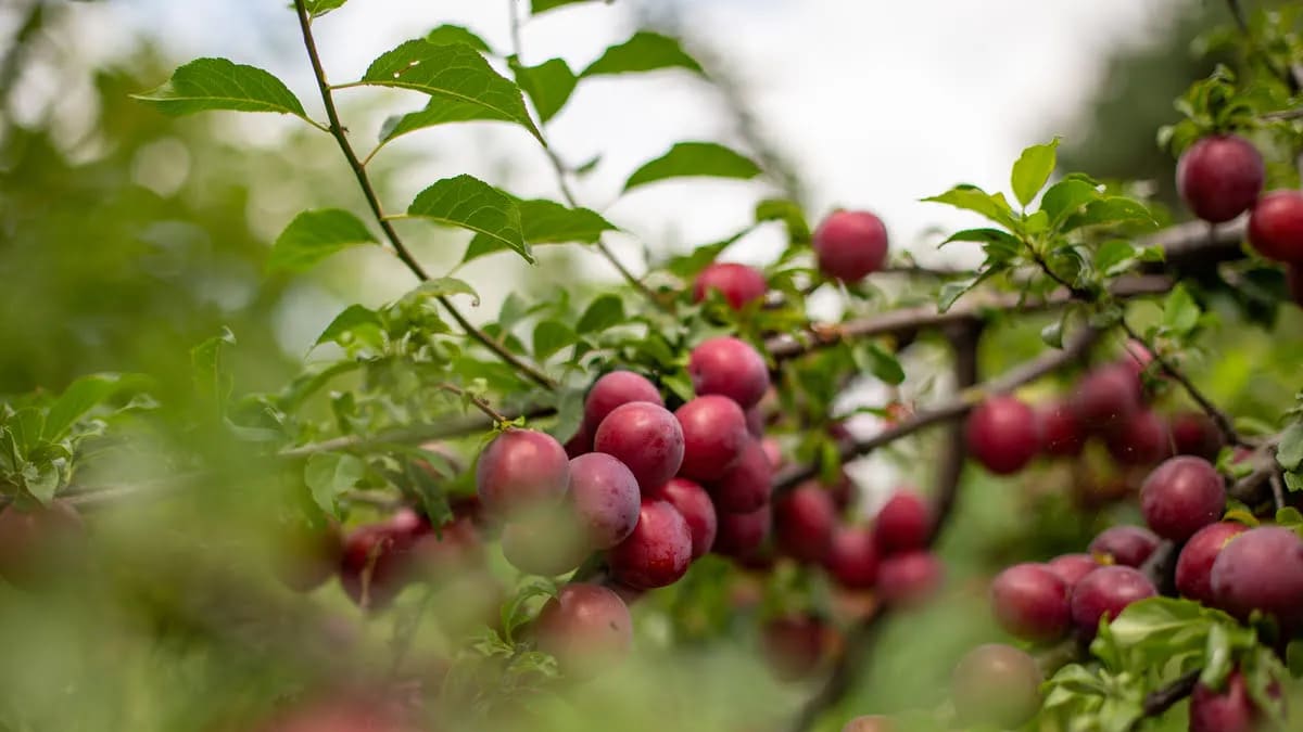 Ideal para entornos urbanos: el árbol frutal que se adapta a jardines chicos y no daña las veredas
