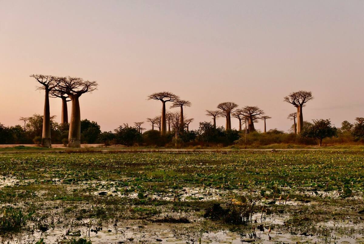 Árbol Baobab. Foto: Unsplash.