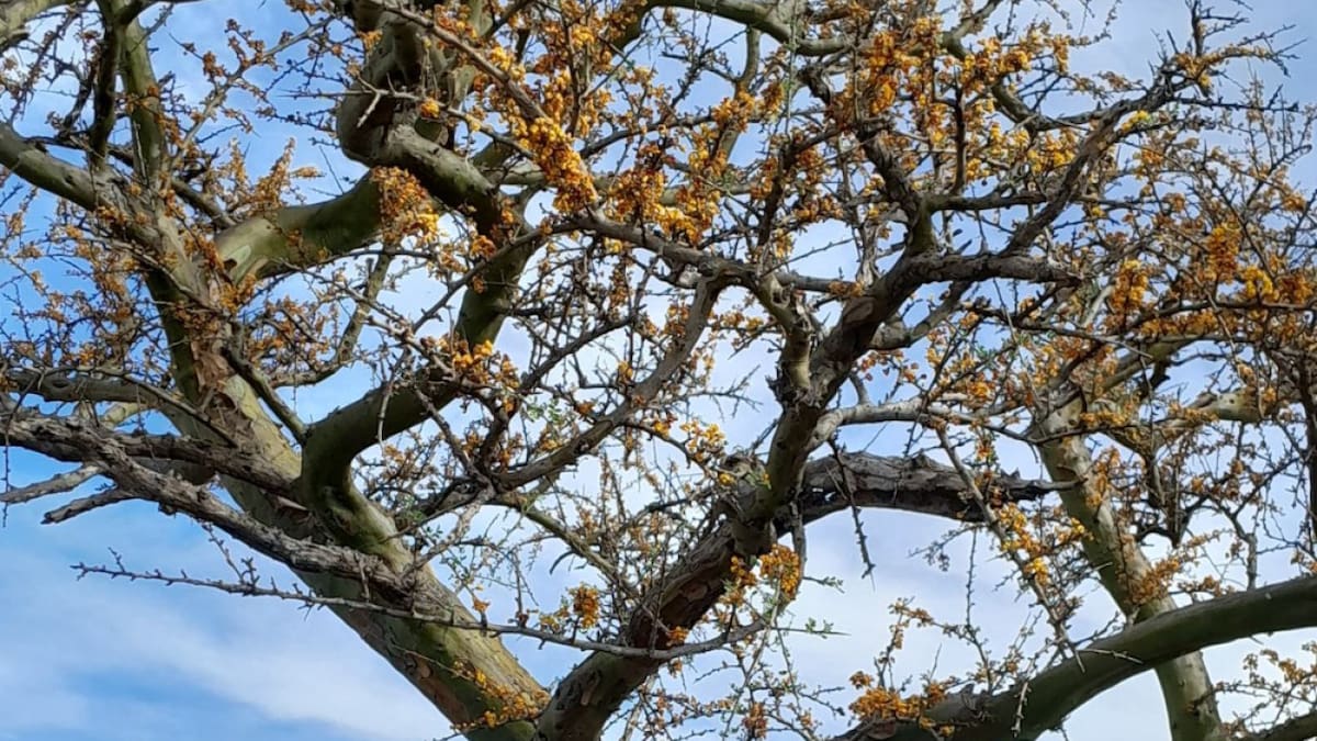 Árbol chañar. Foto: Instagram/parquenacionalansenuza