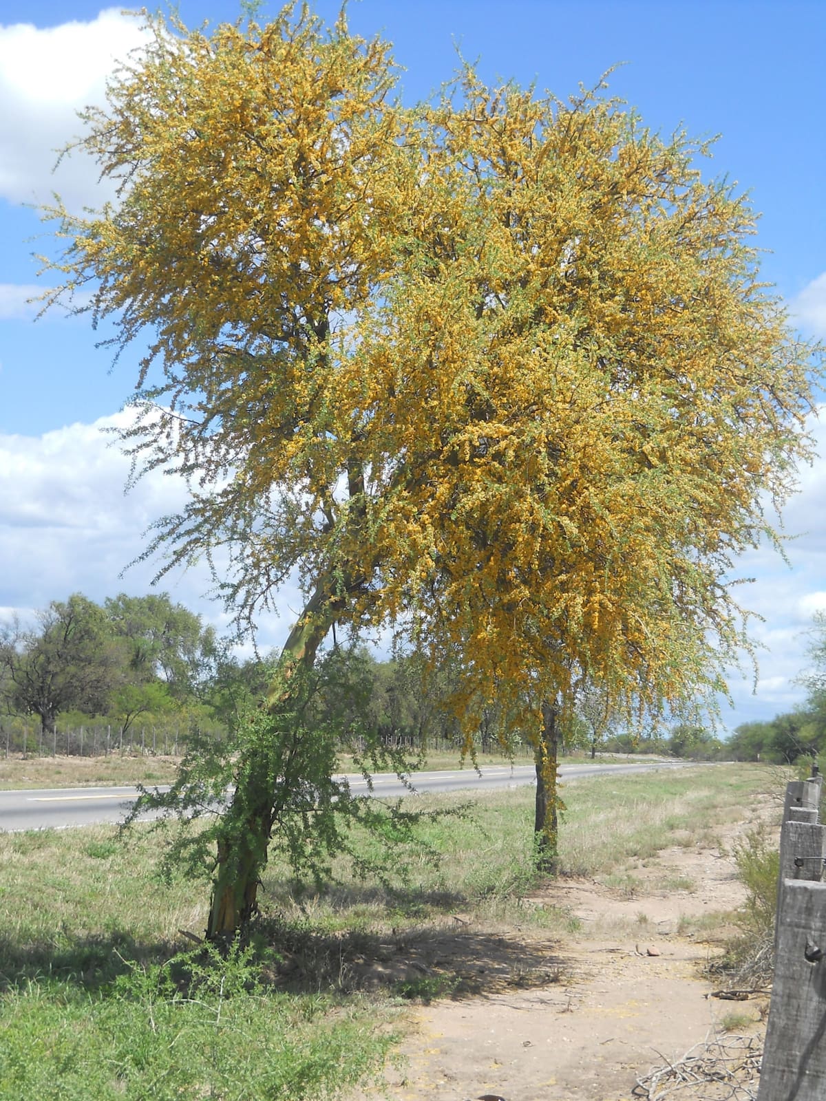 Árbol chañar. Foto: Wikipedia.