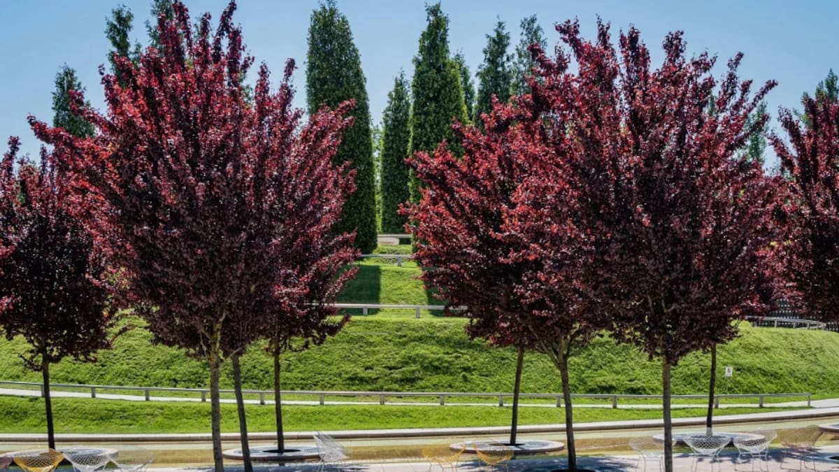 Para jardines urbanos: el árbol de frutas fácil de cuidar y que sus raíces no destrozan las veredas