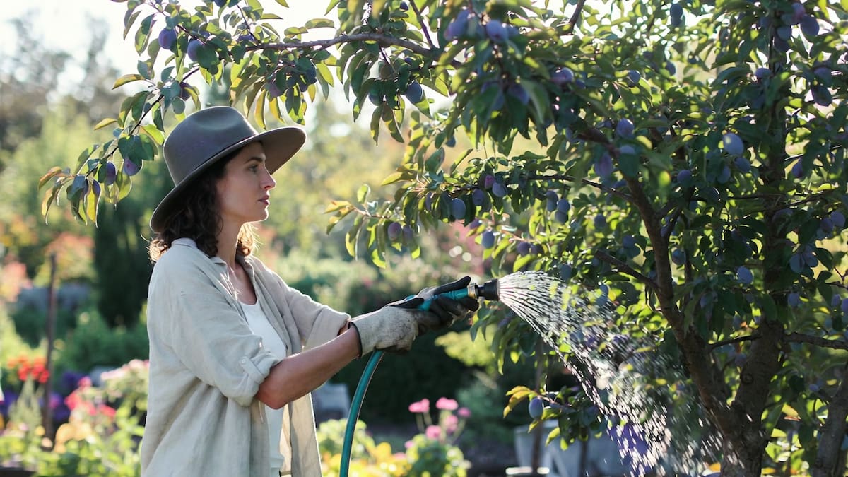 Por qué el árbol ciruelo es ideal para jardines pequeños y veredas urbanas.
